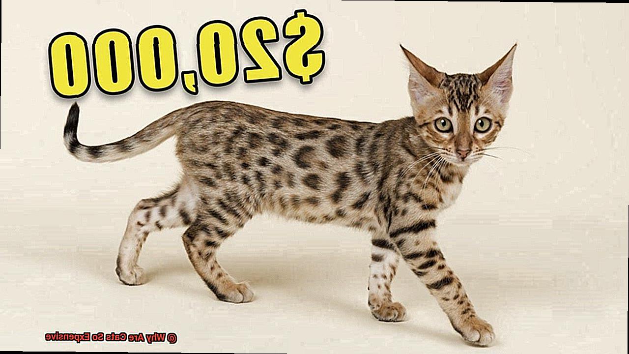 Why Are Cats So Expensive-2