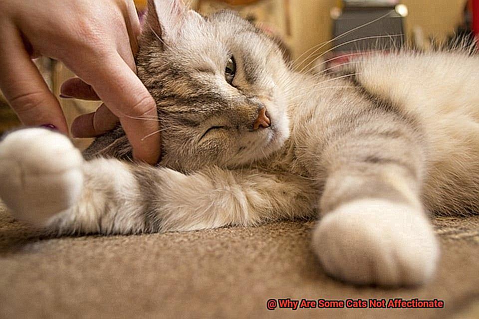 Why Are Some Cats Not Affectionate-2