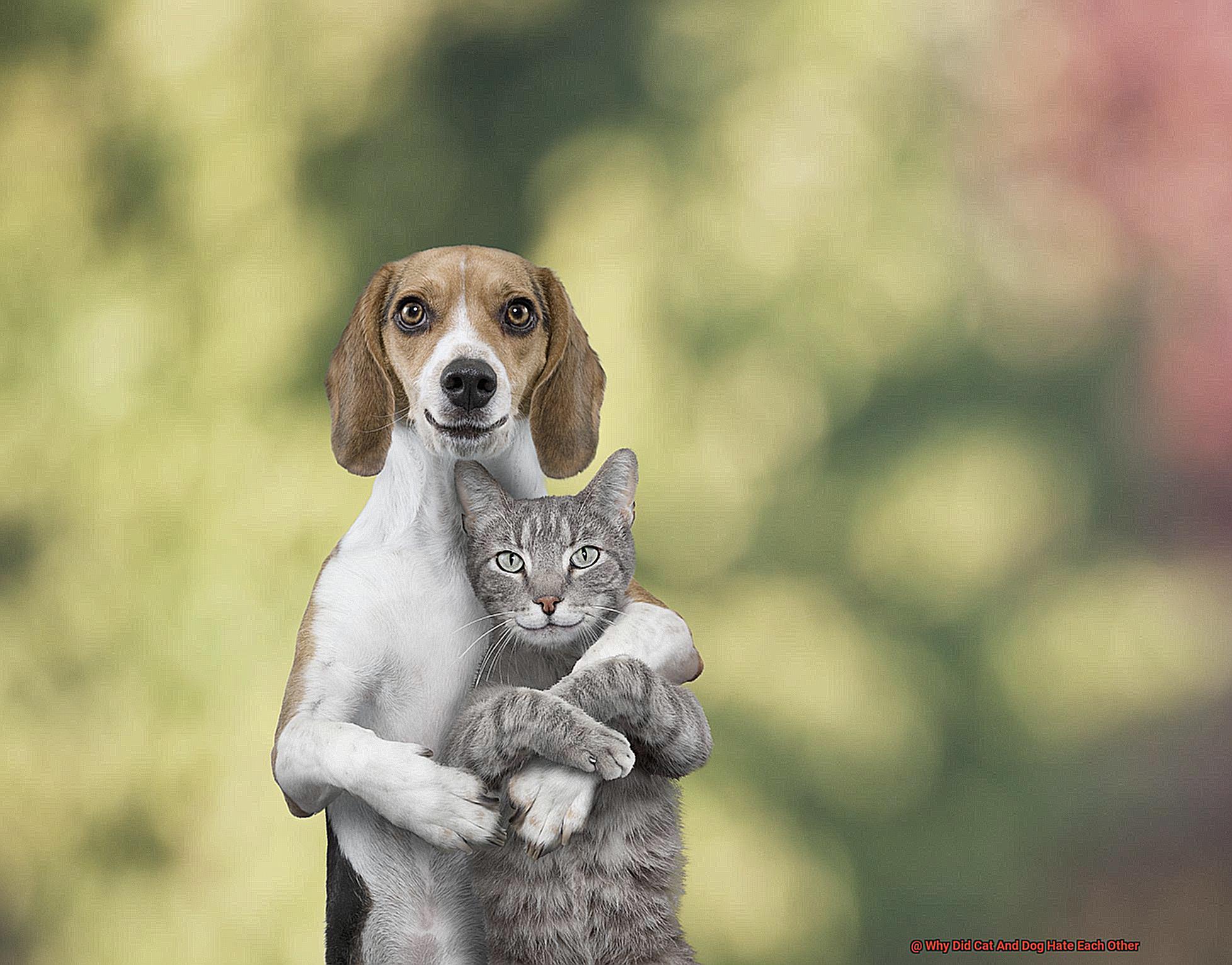 Why Did Cat And Dog Hate Each Other-2