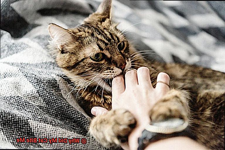 Why Did My Cat Bite Me-2