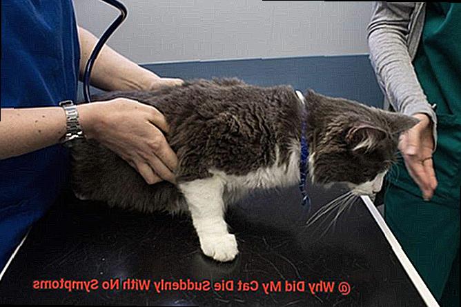 Why Did My Cat Die Suddenly With No Symptoms-2