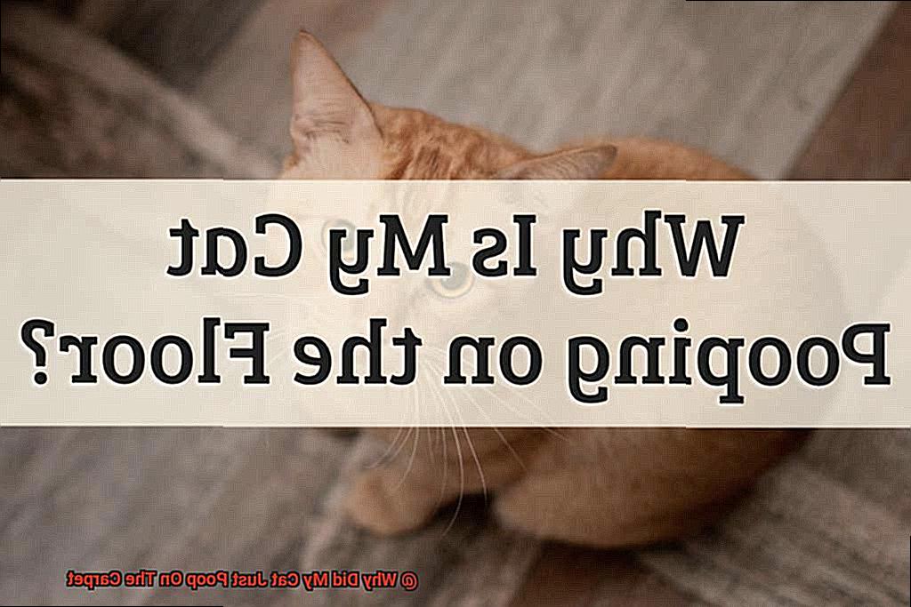 Why Did My Cat Just Poop On The Carpet-2