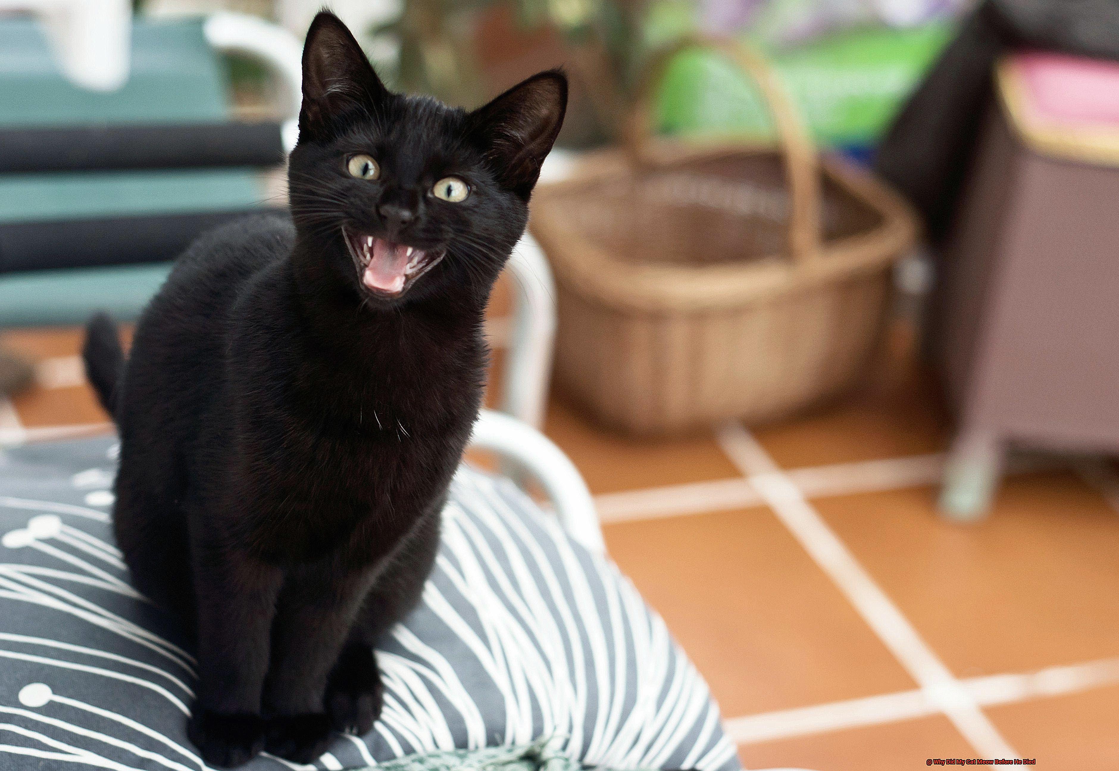 Why Did My Cat Meow Before He Died-3