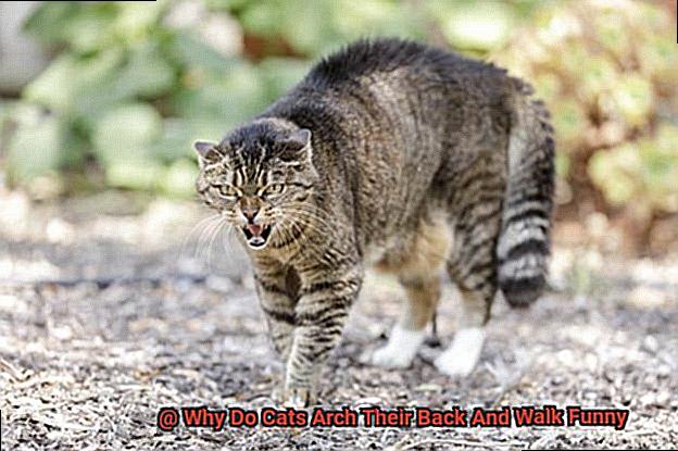 Why Do Cats Arch Their Back And Walk Funny-2
