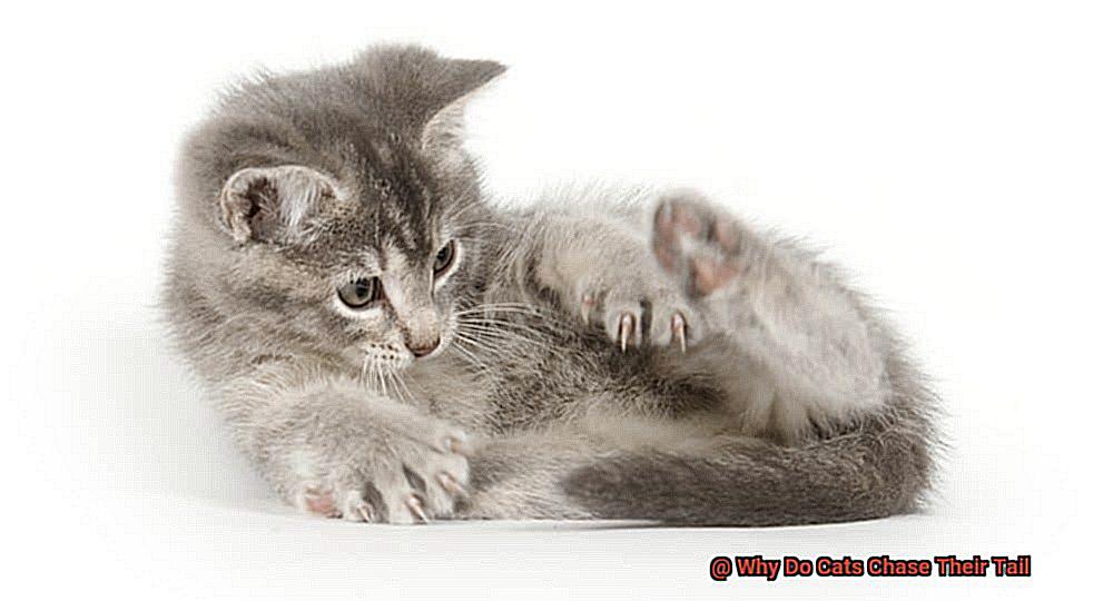 Why Do Cats Chase Their Tail-2