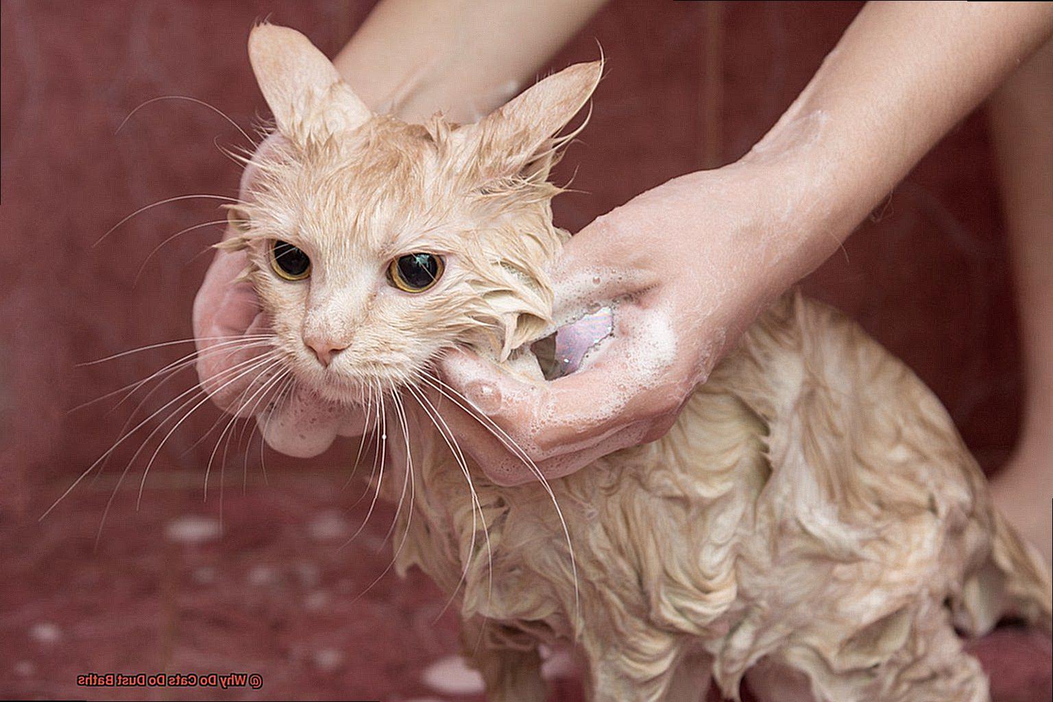 Why Do Cats Do Dust Baths-2