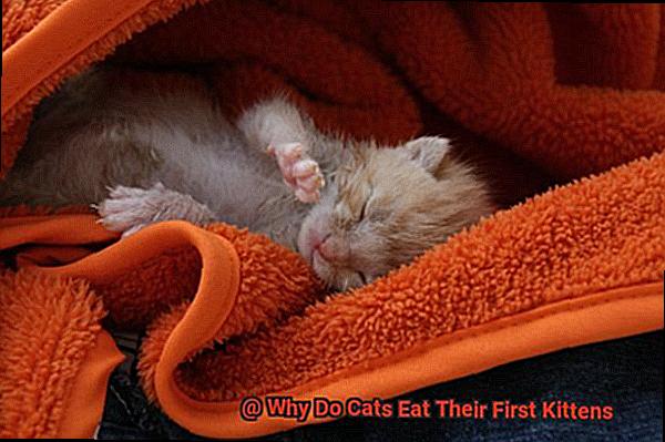 Why Do Cats Eat Their First Kittens-2