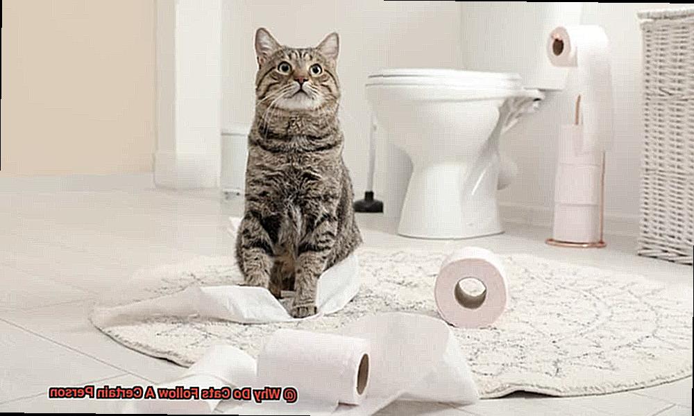 Why Do Cats Follow A Certain Person-2