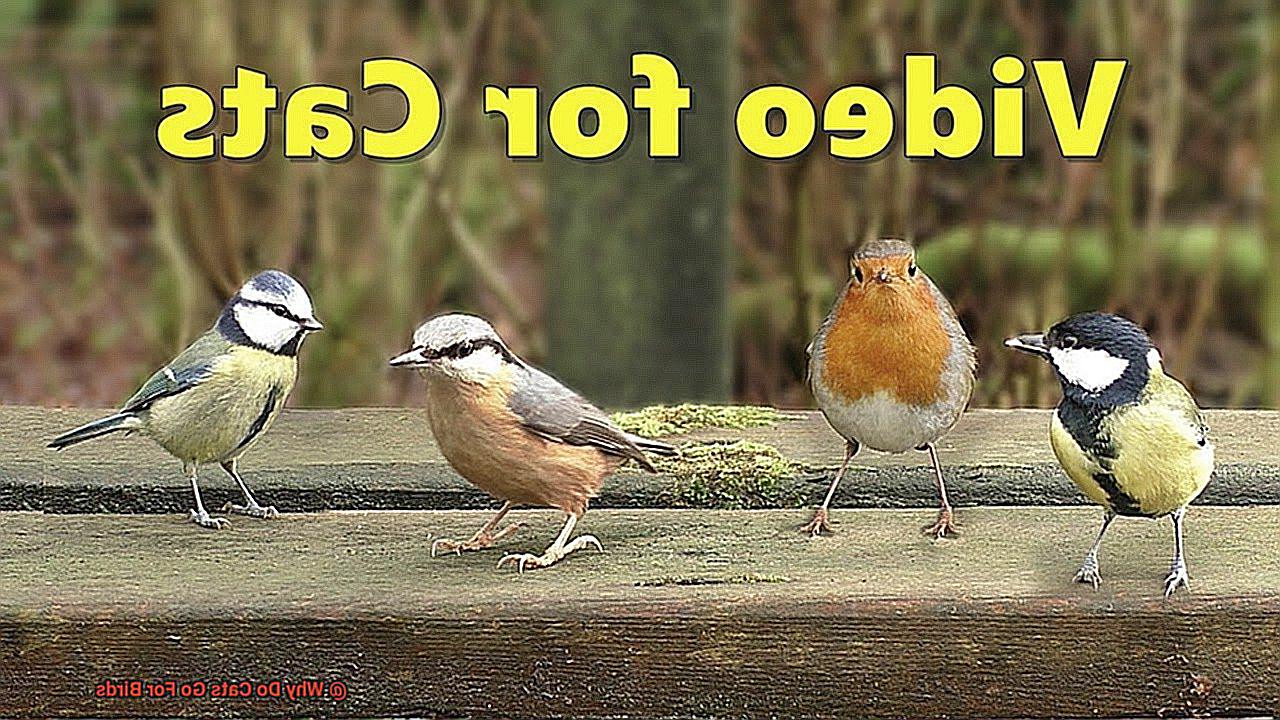 Why Do Cats Go For Birds-2