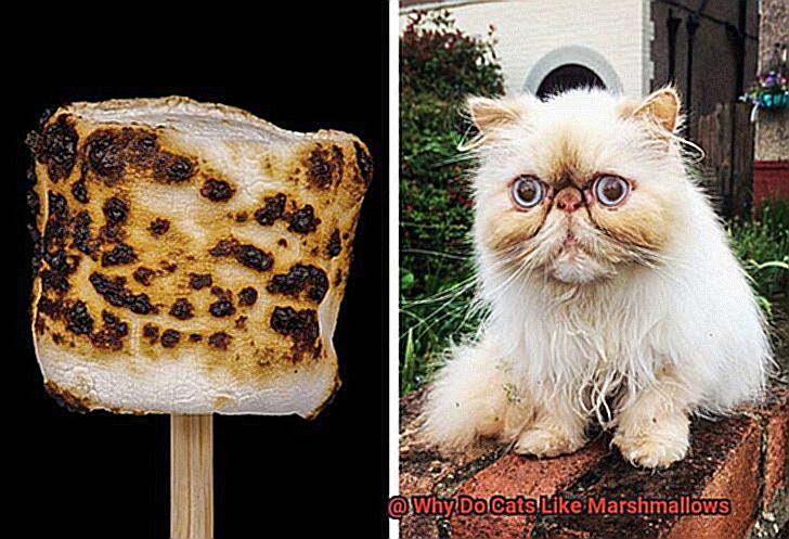 Why Do Cats Like Marshmallows-2