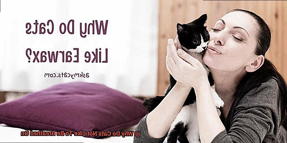 Why Do Cats Not Like To Be Breathed On-2