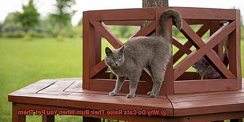 Why Do Cats Raise Their Bum When You Pet Them-2