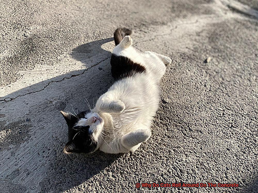 Why Do Cats Roll Around On The Concrete-2