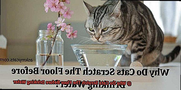 Why Do Cats Scratch The Floor Before Drinking Water-2