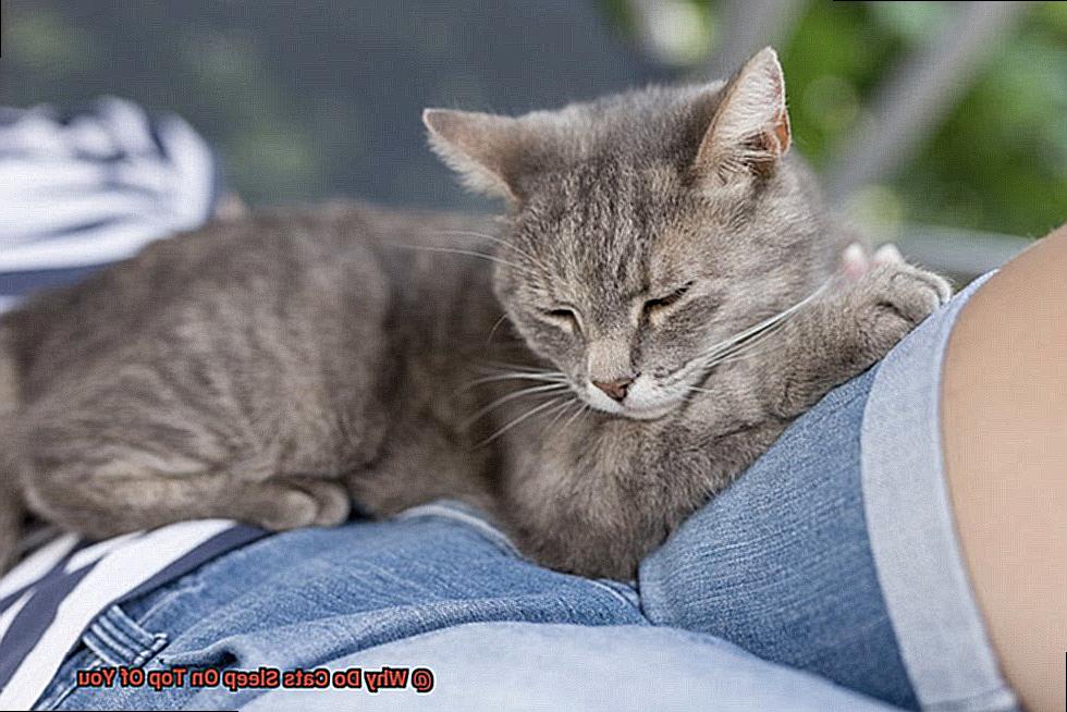 Why Do Cats Sleep On Top Of You-2