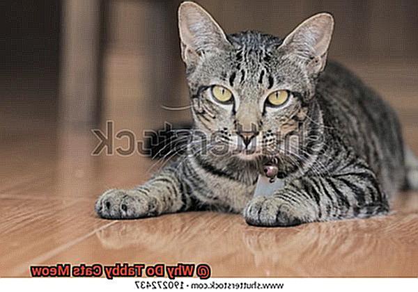 Why Do Tabby Cats Meow-2