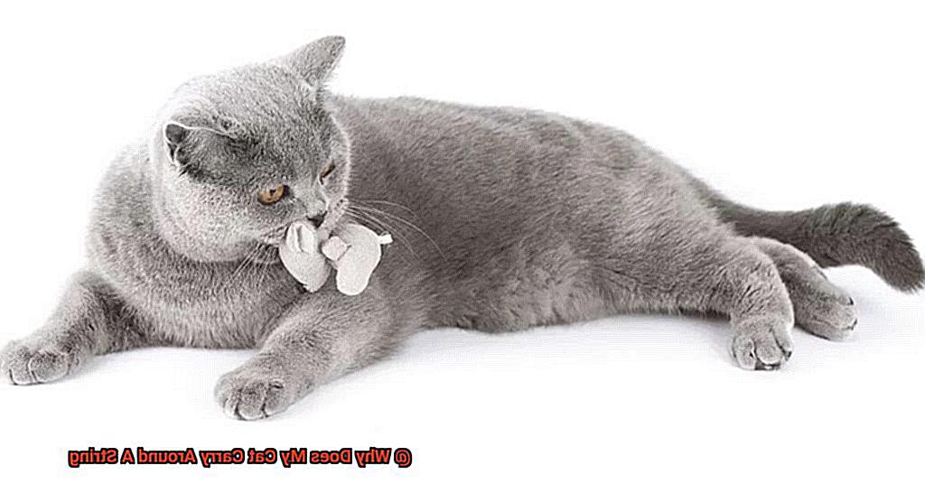 Why Does My Cat Carry Around A String-2