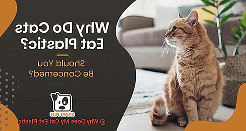 Why Does My Cat Eat Plastic-3