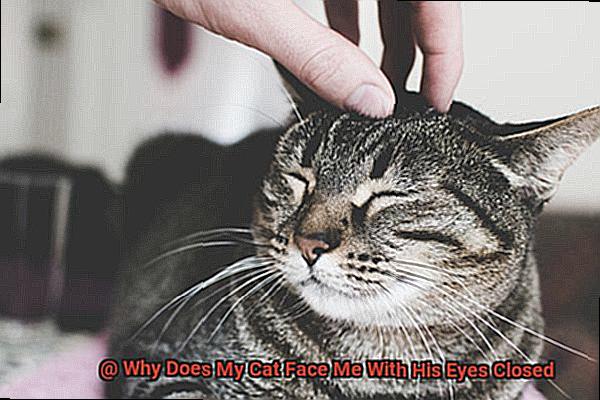 Why Does My Cat Face Me With His Eyes Closed-3