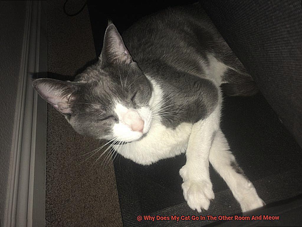 Why Does My Cat Go In The Other Room And Meow-2