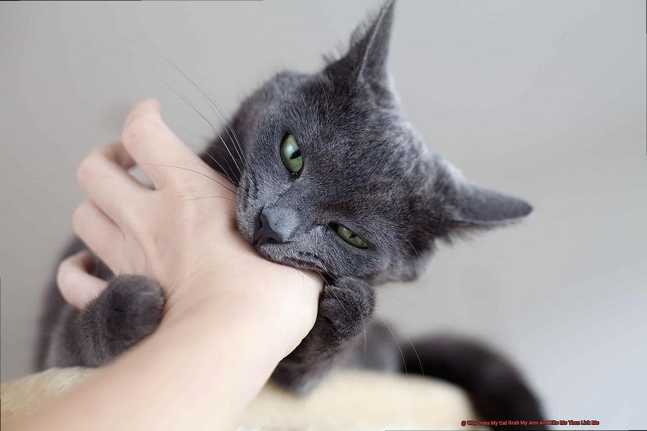 Why Does My Cat Grab My Arm And Bite Me Then Lick Me-2