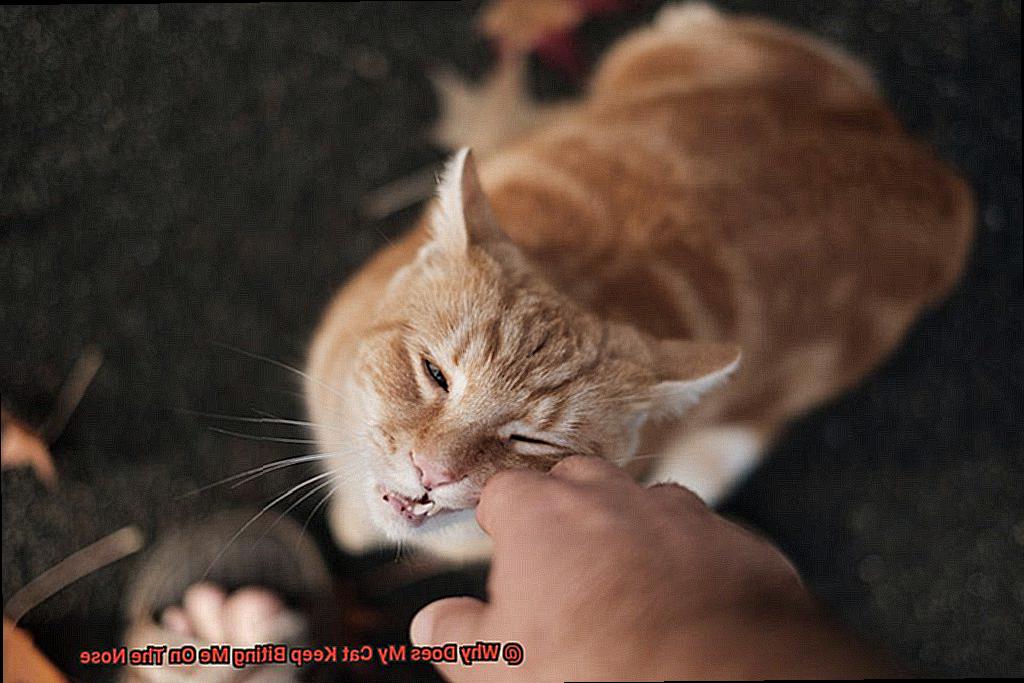 Why Does My Cat Keep Biting Me On The Nose-2