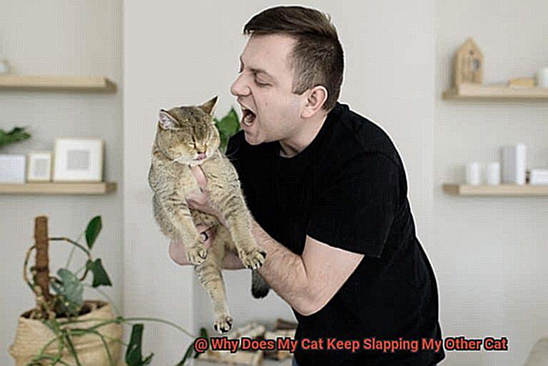 Why Does My Cat Keep Slapping My Other Cat-2