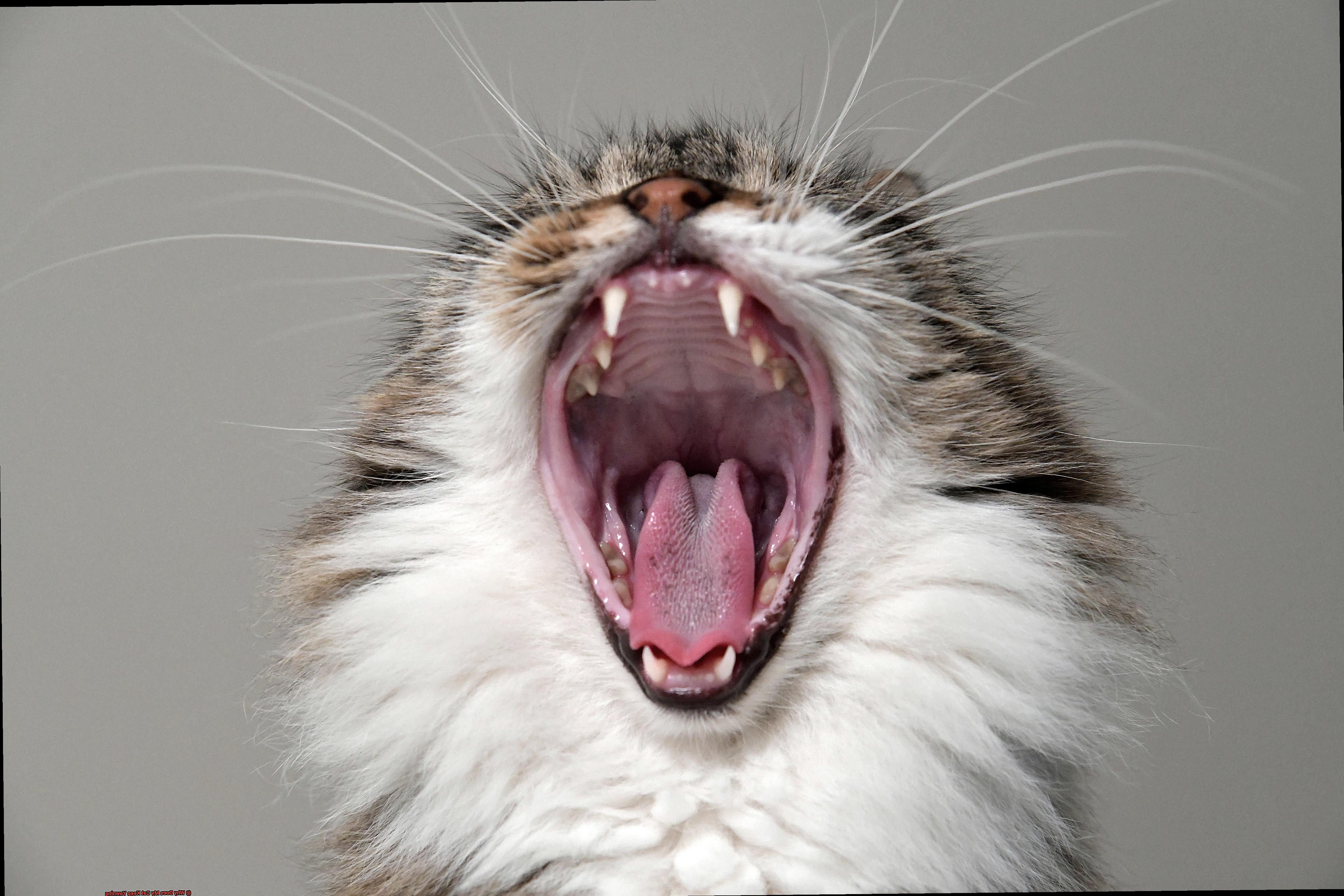 Why Does My Cat Keep Yawning-5