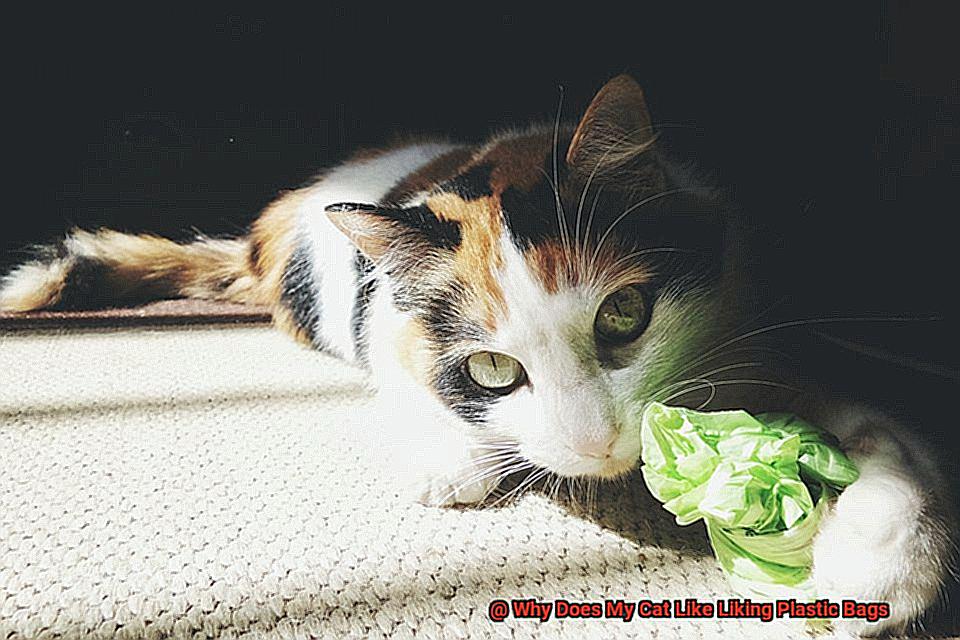 Why Does My Cat Like Liking Plastic Bags-2