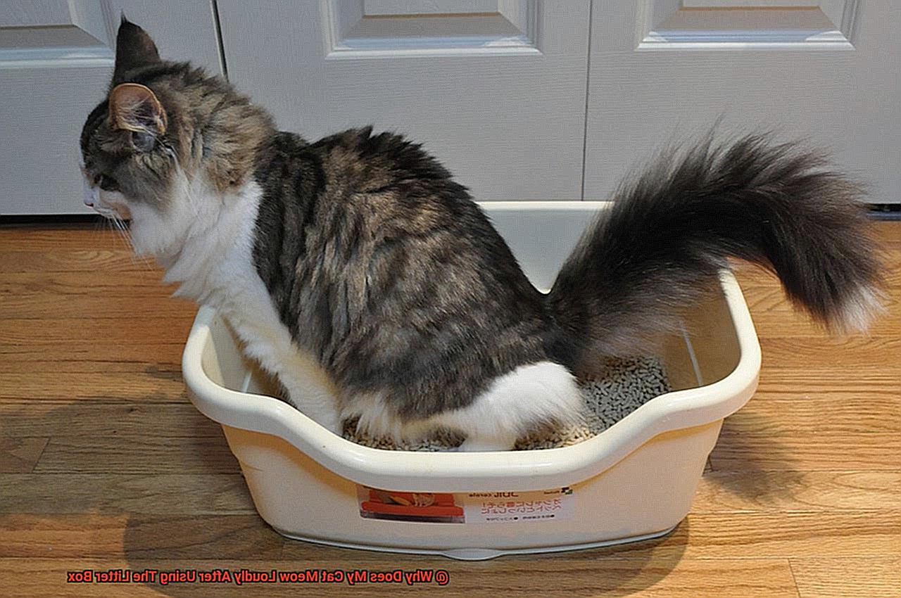 Why Does My Cat Meow Loudly After Using The Litter Box-3