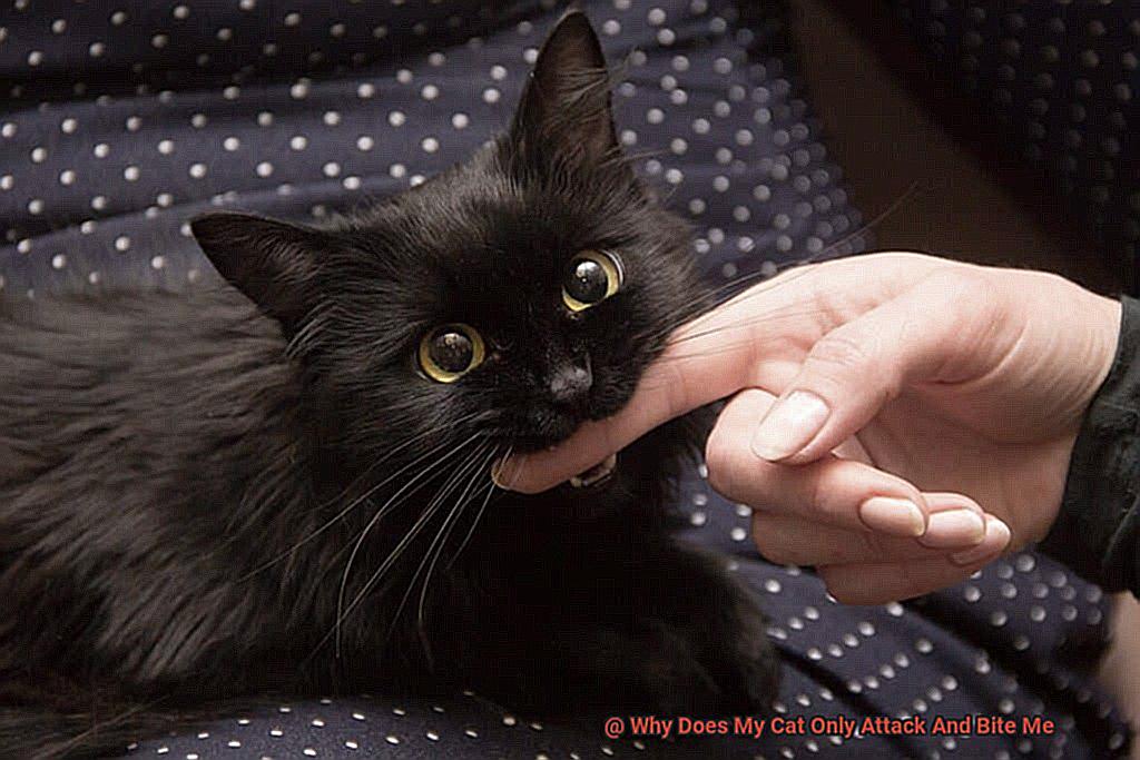 Why Does My Cat Only Attack And Bite Me-2