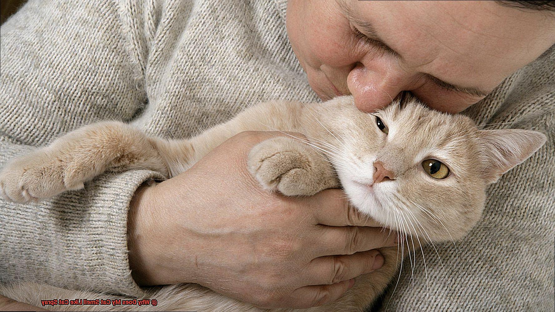 Why Does My Cat Smell Like Cat Spray-2