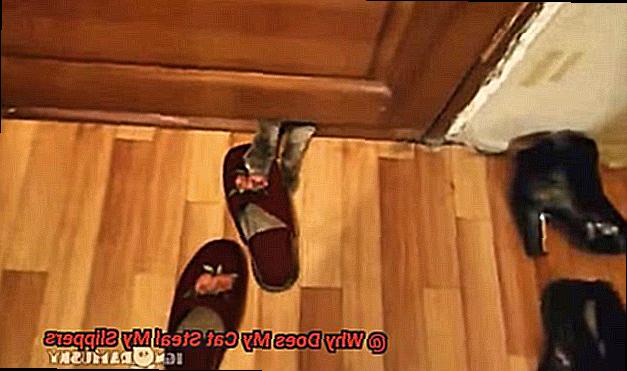 Why Does My Cat Steal My Slippers-2