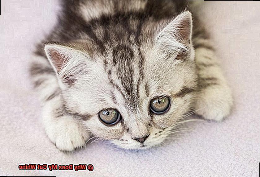 Why Does My Cat Whine-2