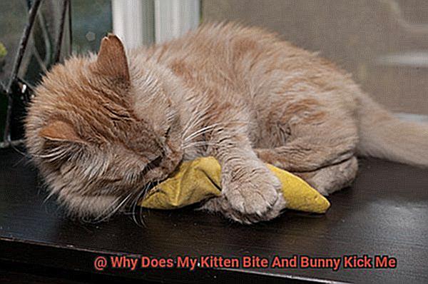 Why Does My Kitten Bite And Bunny Kick Me-2
