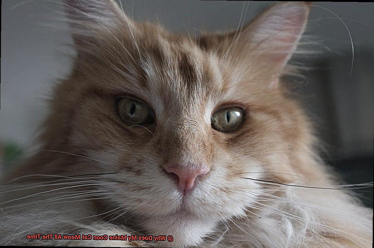 Why Does My Maine Coon Cat Meow All The Time-2