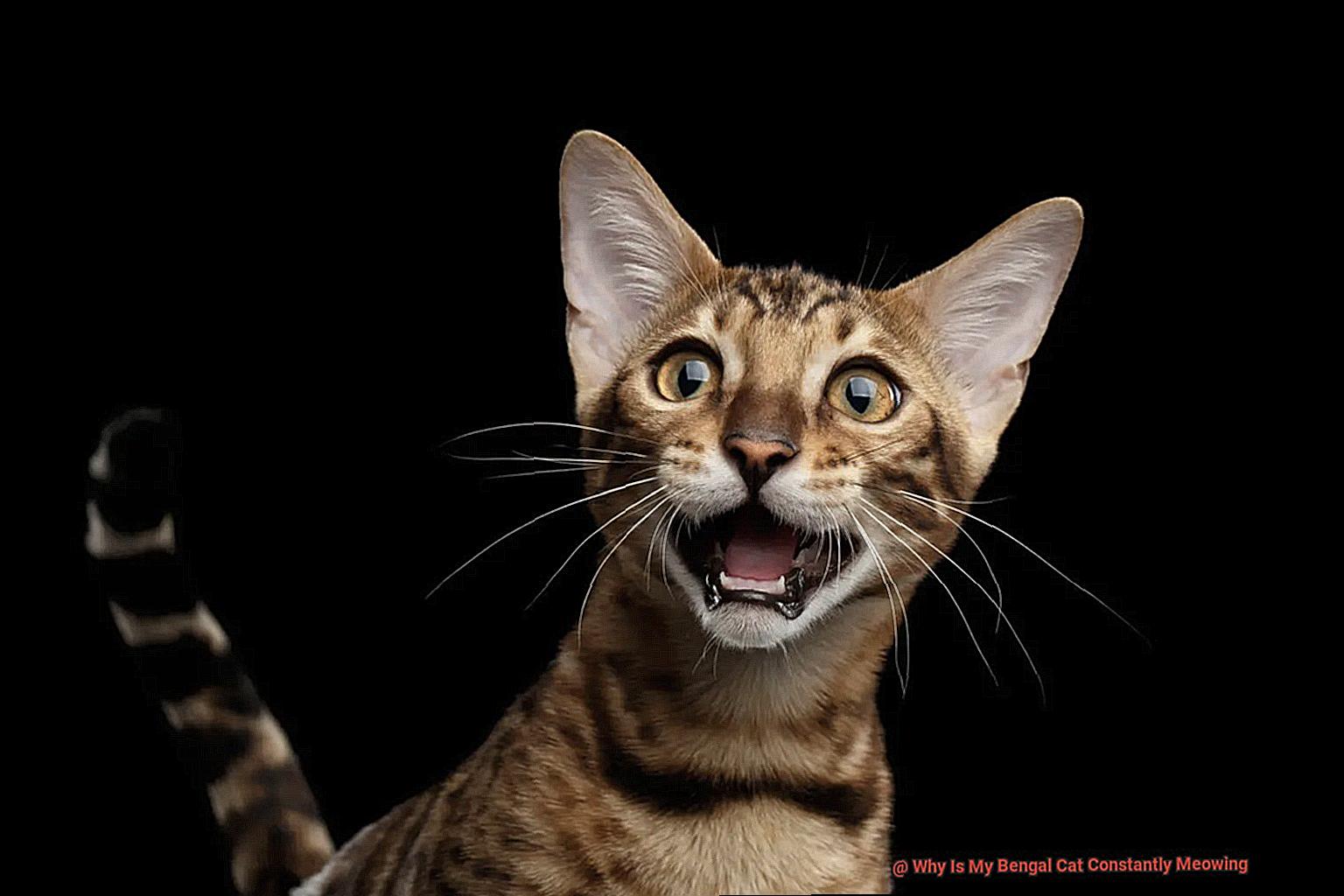 Why Is My Bengal Cat Throwing Up Clear Liquid-2
