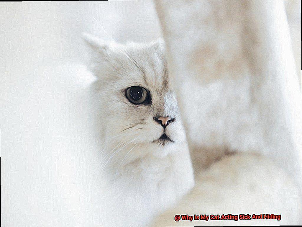 Why Is My Cat Acting Sick And Hiding-2