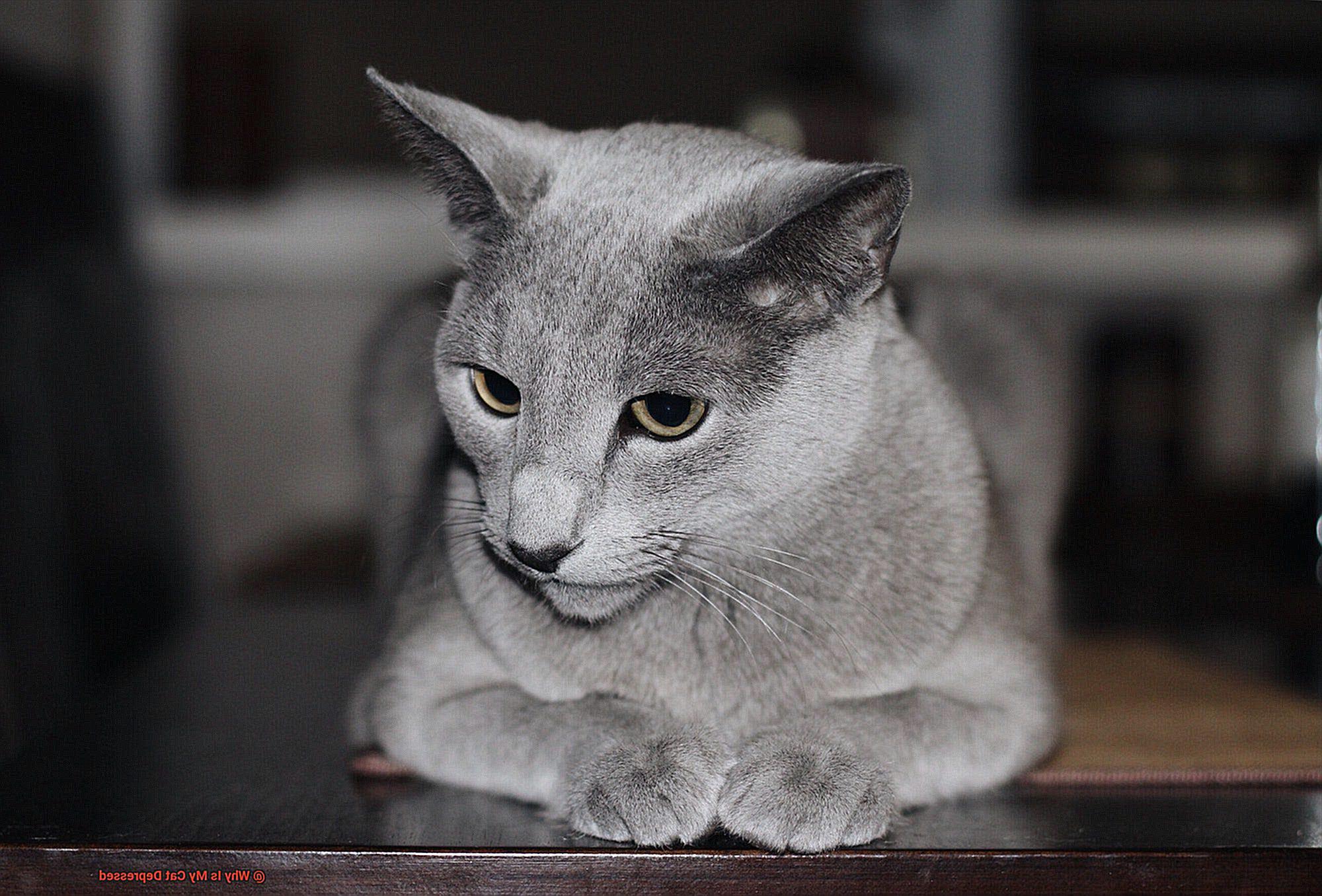 Why Is My Cat Depressed-2
