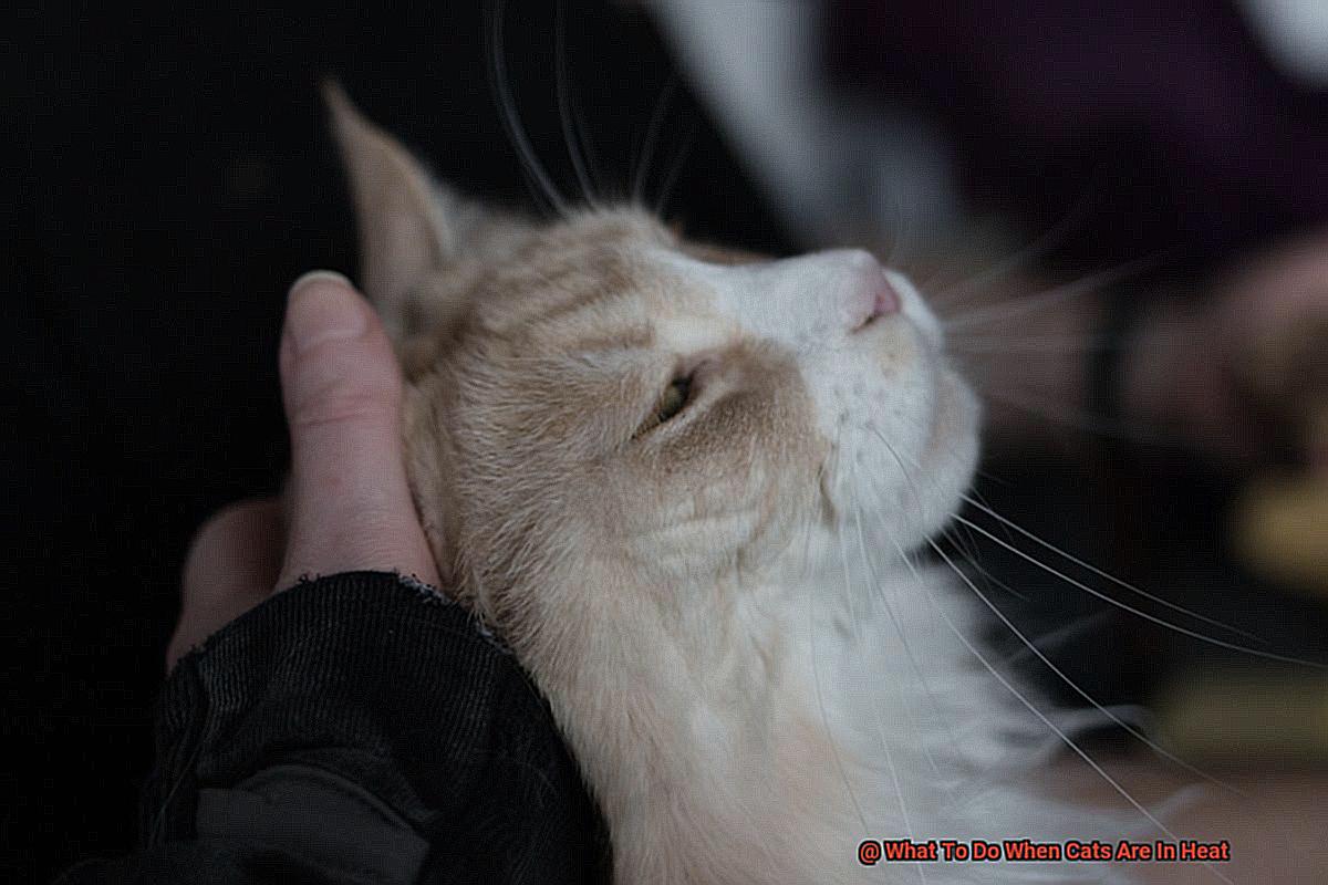 Why Is My Cat Drooling But Acting Normal-2