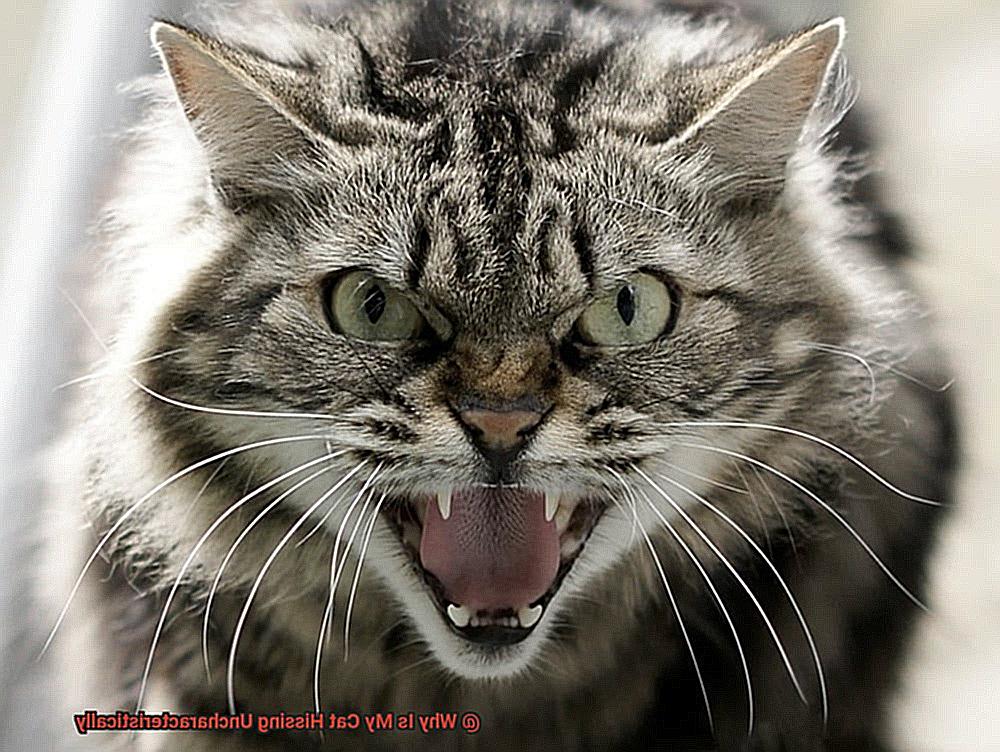 Why Is My Cat Hissing Uncharacteristically-2