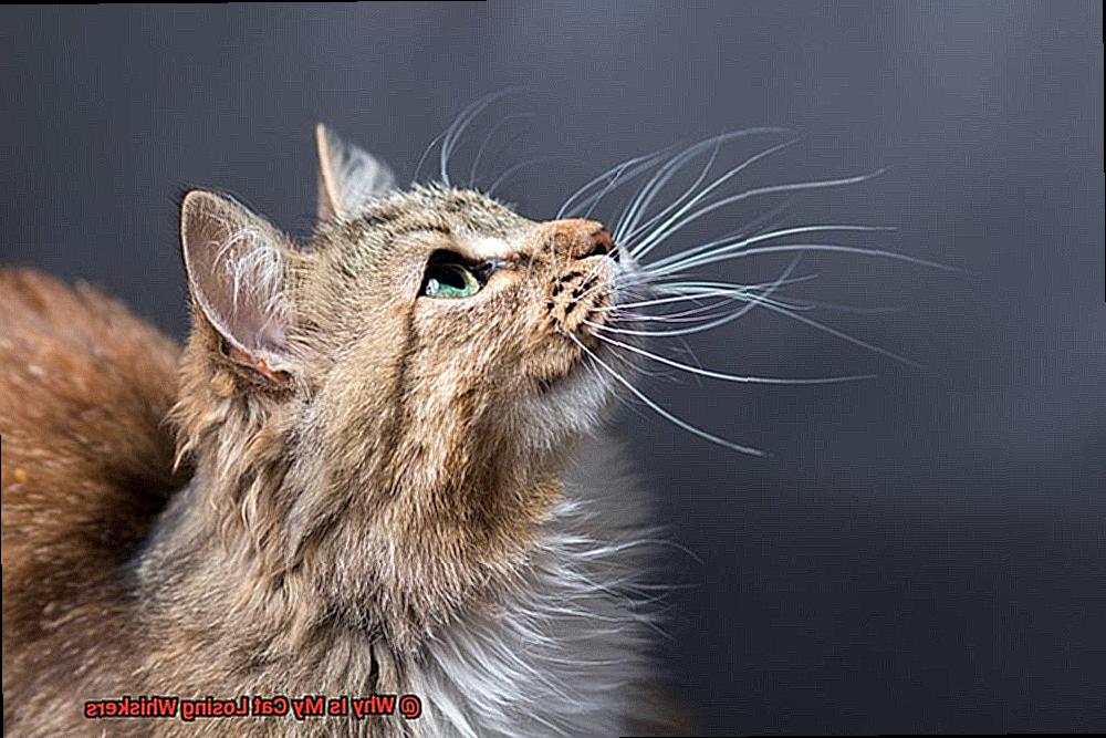 Why Is My Cat Losing Whiskers-2
