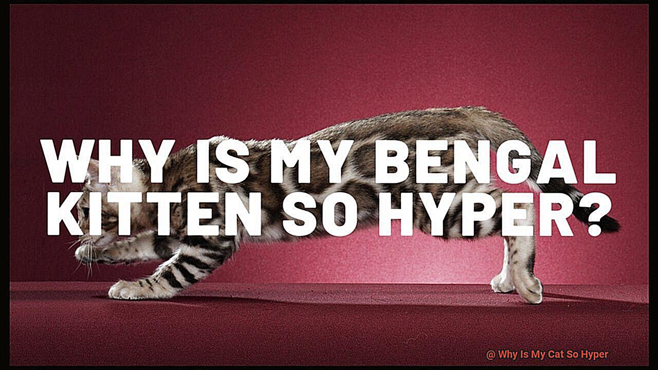Why Is My Cat So Hyper-2
