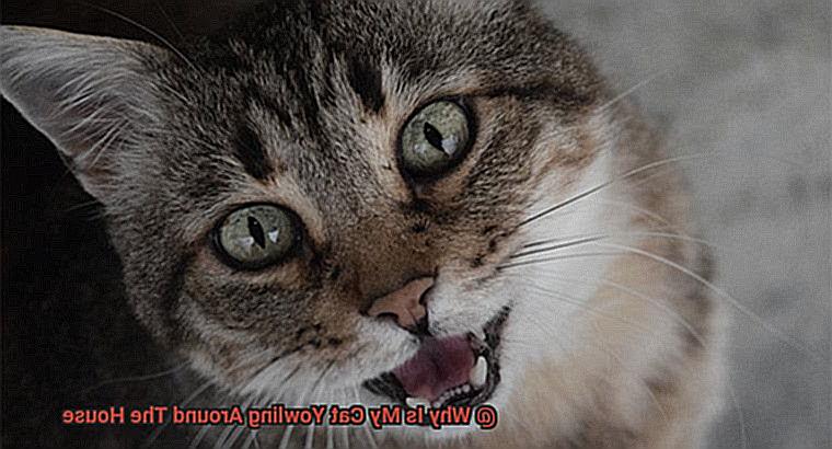 Why Is My Cat Yowling Around The House-2
