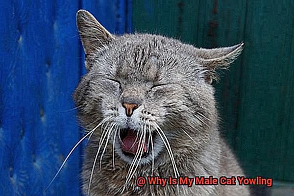 Why Is My Male Cat Yowling-2
