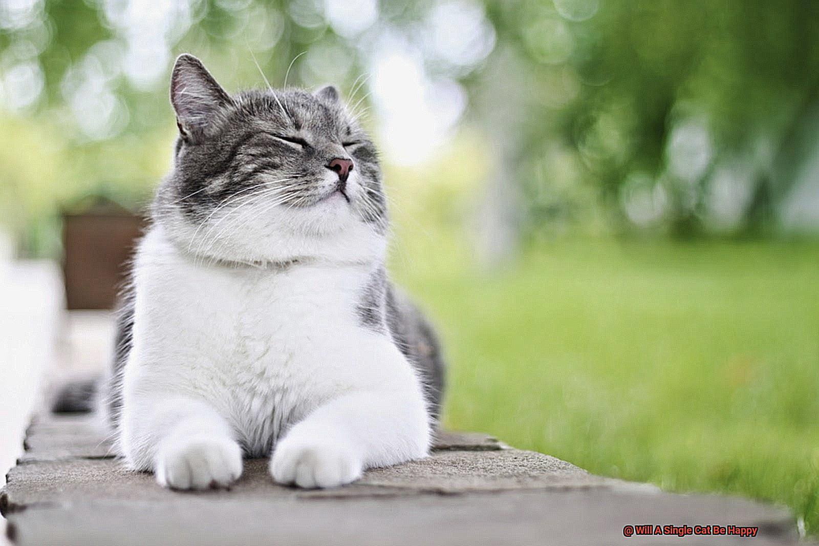 Will Cats Use Top Entry Litter Box-3