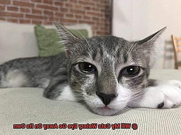 Will My Cats Watery Eye Go Away On Its Own-3