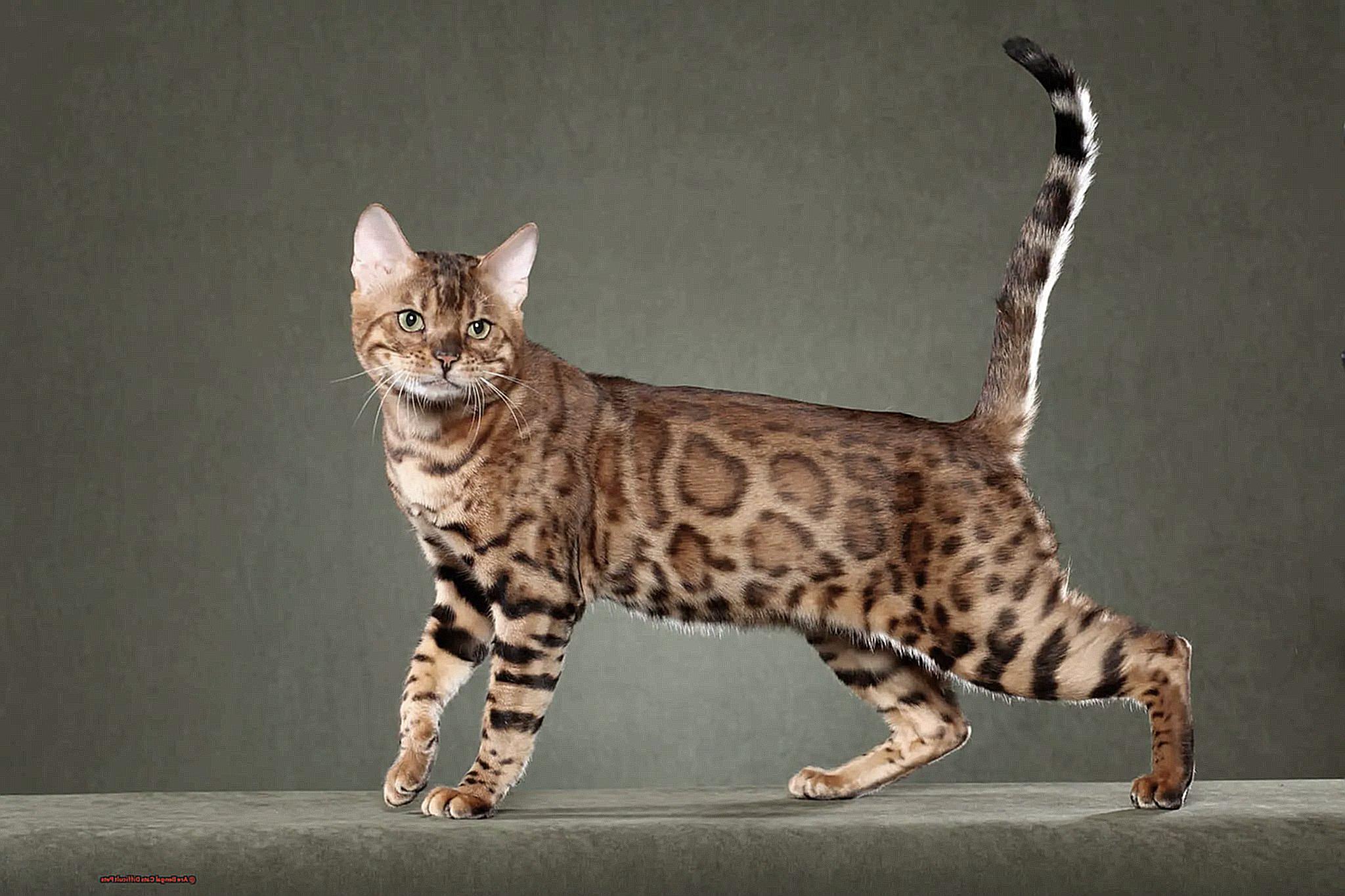 Are Bengal Cats Difficult Pets 068bf04adf