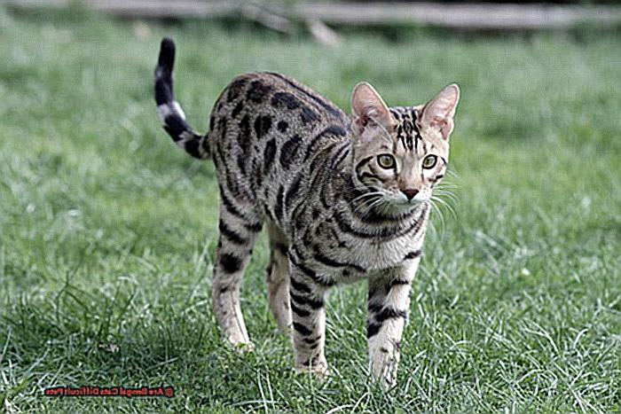 Are Bengal Cats Difficult Pets-4