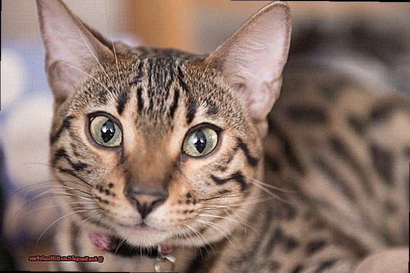 Are Bengal Cats Difficult Pets-2